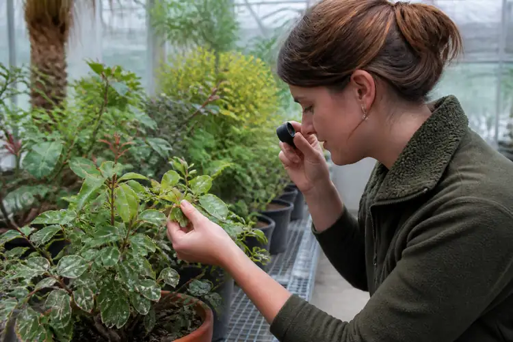Plaagbestrijding plantgezondheid