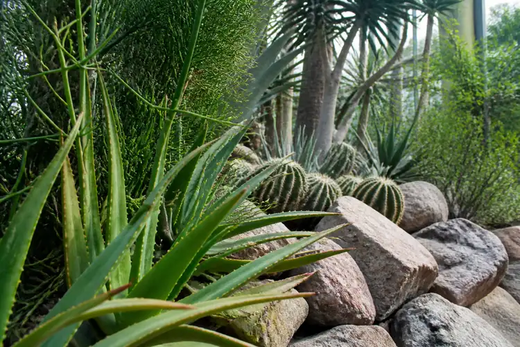 Zeldzame exotische planten